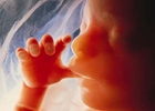 fetus siše prst
